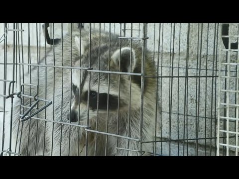 Видео: Семейный мини-зоопарк в Тирасполе