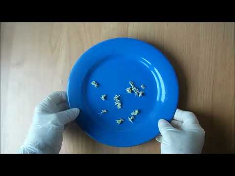 Видео: Очиток видный. Размножение осенью.