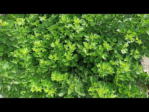 Видео: Летняя обрезка крыжовника для начинающих. Формировка куста крыжовника летом