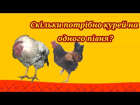 Видео: Скільки потрібно курей на одного півня?
