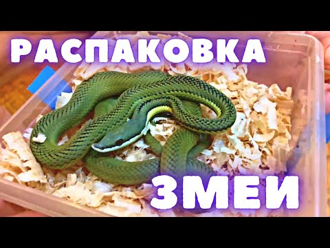 Видео: Распаковка носатой змеи / Аргентинский филодриас барони