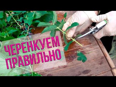 Видео: Мастер-класс по заготовке черенков садовых культур