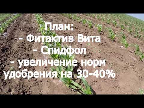 Видео: Сахарная кукуруза -серия 10. Метелка. Влияние приморозков на кукурузу. Ранняя сахарная кукуруза