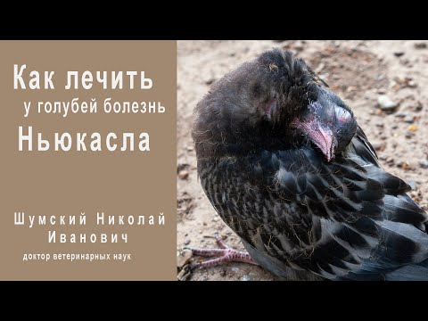 Видео: Лечение болезни Ньюкасла у голубей