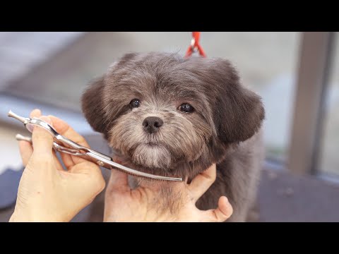 Видео: Я решил сбрить его белую бороду.