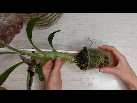 Видео: Незапланированная пересадка. Кто-то из новичков - цвести, а кто-то - расти. Орхидея катасетум.