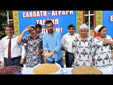 Видео: Омадем Ҷайҳун Пешвозмон грифтан Кумсангир шаҳраки Дусти,Дустмурод