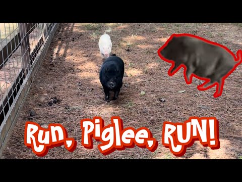 Видео: БЕГИ, ПИГЛИ!!