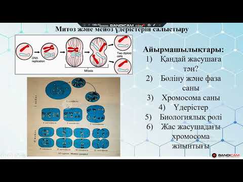 Видео: Мейоз бен митозды салыстыру