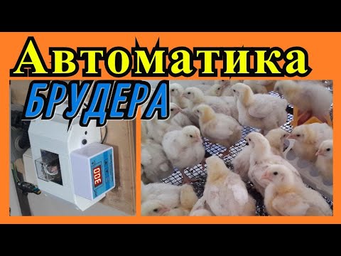 Видео: Терморегулятор для брудера. Надежный. Универсальный. Легкосъемный.