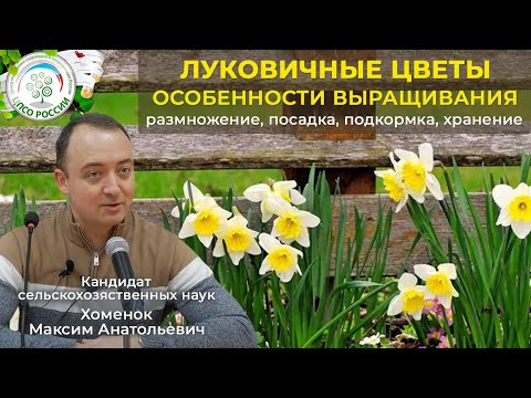 Видео: Луковичные цветы. Особенности выращивания .