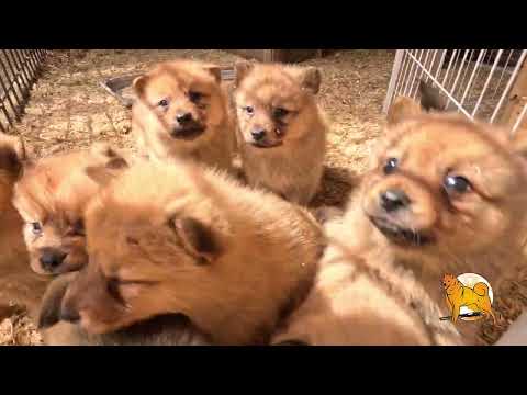 Видео: ЩЕНКИ КАРЕЛО-ФИНСКОЙ ЛАЙКИ в июне 2025! :: PUPPIES of FINNISH SPITZ in June 2025!