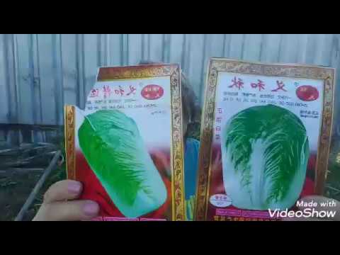 Видео: Как я сею пекинскую капусту на зиму.Приглашаю на огород. От куда берётся СИРАДИ.