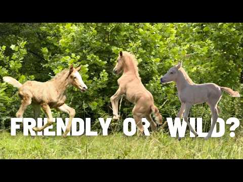 Видео: Кто самый дружелюбный? — А у тебя есть любимчик? Они все такие милые!