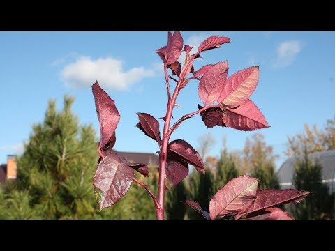 Видео: Надо ли обрезать красные побеги у розы