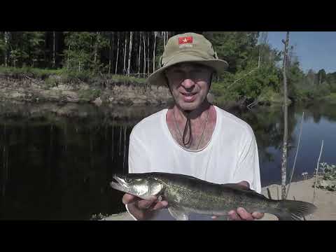 Видео: Рыбалка на р.Ветлуга июнь - 2023г.