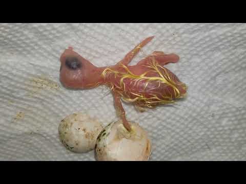 Видео: Кормление детенышей корелл вручную в возрасте от 1 часа до 7 дней!