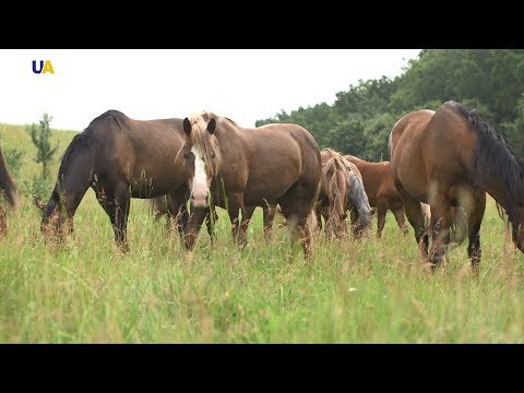 Видео: Кони Крамара | Моя земля