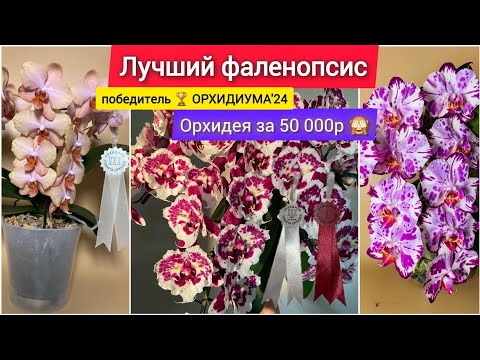 Видео: Как получить такое пышное цветение? Секреты ухода! Три простых правила. Орхидея за 500€.
