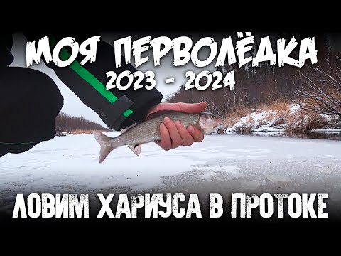Видео: Моя перволедка 2023 2024 / Ловим хариуса в протоке