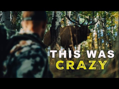 Видео: Моя охота на лося в Юте была БЕЗУМНОЙ!