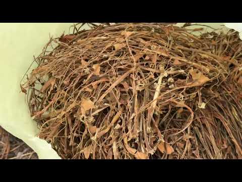 Видео: Этапы переработки Табака 