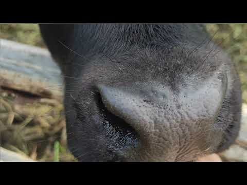 Видео: КОРМЛЕНИЕ ТЕЛЯТ С 0-6 МЕС. ПОДРОБНЫЙ РАЦИОН. ЧТО НЕЛЬЗЯ ДАВАТЬ ТЕЛЯТАМ? ЗАМЕНИТЕЛЬ МОЛОЗИВА