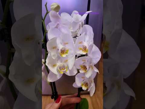 Видео: Когда покупаешь новую орхидею ... #shorts #orchid #peloric #бабочка #орхидеи #фаленопсис #бабка