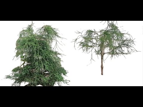 Видео: Bonsai Бонсай. Кипарисовик горохоплодный Filifera Nana Филифера Нана. Инструмент Проволока Формируем