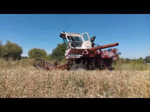 Видео: Уборка пшеницы на комбайне НИВА СК-5-М1