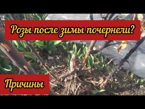 Видео: Розы после зимы почернели? Причины.