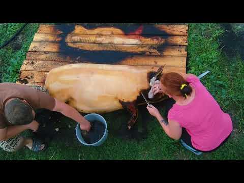Видео: Жизнь в селе.Забой свиньи