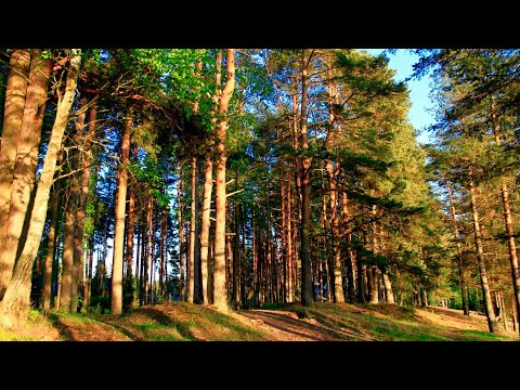 Видео: СОСНА ОБЫКНОВЕННАЯ – Дерево дающее жизнь! Тайная жизнь обыкновенной сосны!