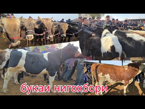 Видео: МОЛБОЗОРИ ХИСТЕВАРЗ  БУКАИ НИГОХБОРИ ХУЧАНД  14 ноября 2025 г.