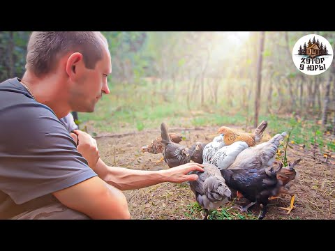 Видео: Хутор с любовью наполняем жизнью. Восстанавливаем и обустраиваем наш хутор. Навес возле курятника.