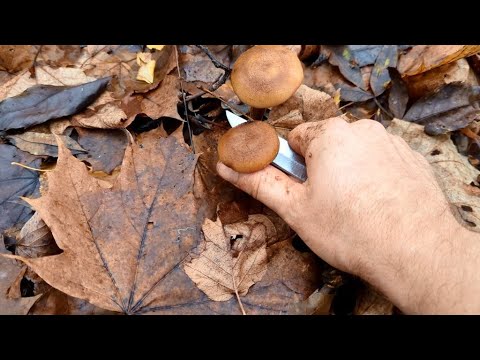 Видео: Пошел с другом в лес за опятами