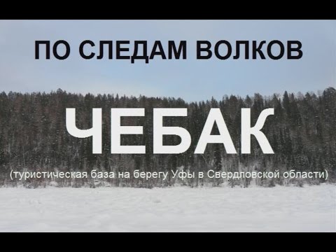 Видео: По следам волков