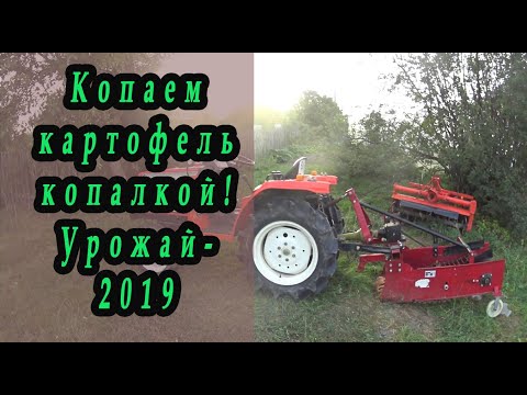 Видео: Копка картофеля китайской картофелекопалкой 4U-600. Урожай 2019.