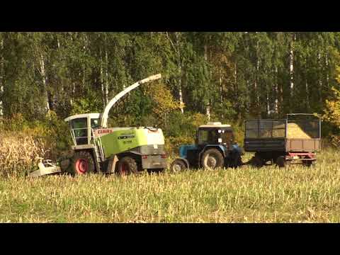 Видео: Уборка кукурузы на силос.