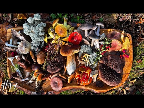 Видео: ТОП 10 ПОЗДНЕ ОСЕННИХ ГРИБОВ! ВЫ О НИХ НЕ ЗНАЛИ!