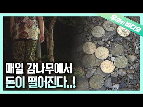 Видео: Деньги, производящие дерево хурмы ..? Дайте мне адрес RN.