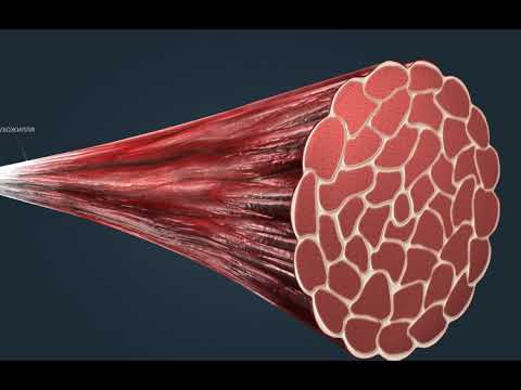Видео: Будова скелетних м'язів