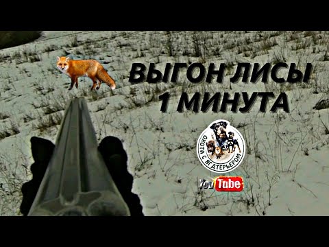 Видео: Охота с ягдтерьером, выгон лисы 1 минута