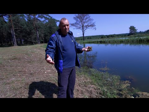 Видео: 2й раз залил хлореллу в пруд. Ловля карпа на кукурузу