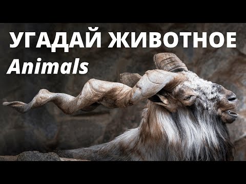 Видео: Тест Животные. 100 вопросов и ответов. Хорошо ли ты знаешь Мир животных? | Дом тестов