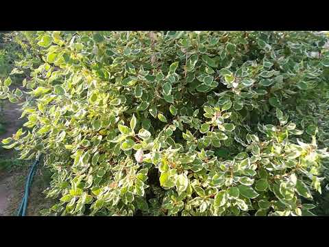 Видео: Черенкование декоративных кустарников осенью.