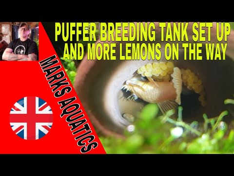 Видео: Аквариум для разведения карликовых гороховых иглобрюхов полностью готов.