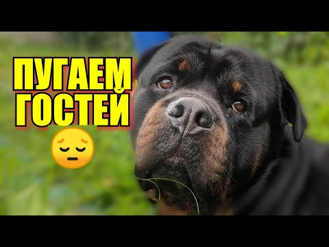 Видео: РОТВЕЙЛЕР ДЮША НАПУГАЛ ГОСТЬЮ.Причем здесь дрессировка?