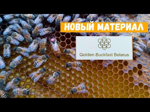 Видео: Новый материал Golden Buckfast Belarus от Доброго плотника