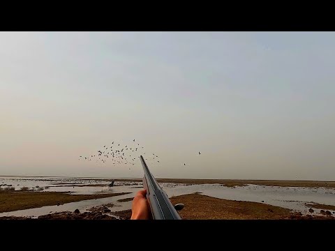 Видео: ОХОТА НА ГУСЯ В КАЛМЫКИИ ВЕСНА 2024!!!ТАКОЙ ОХОТЫ У МЕНЯ ЕЩЕ НЕ БЫЛО!!!
